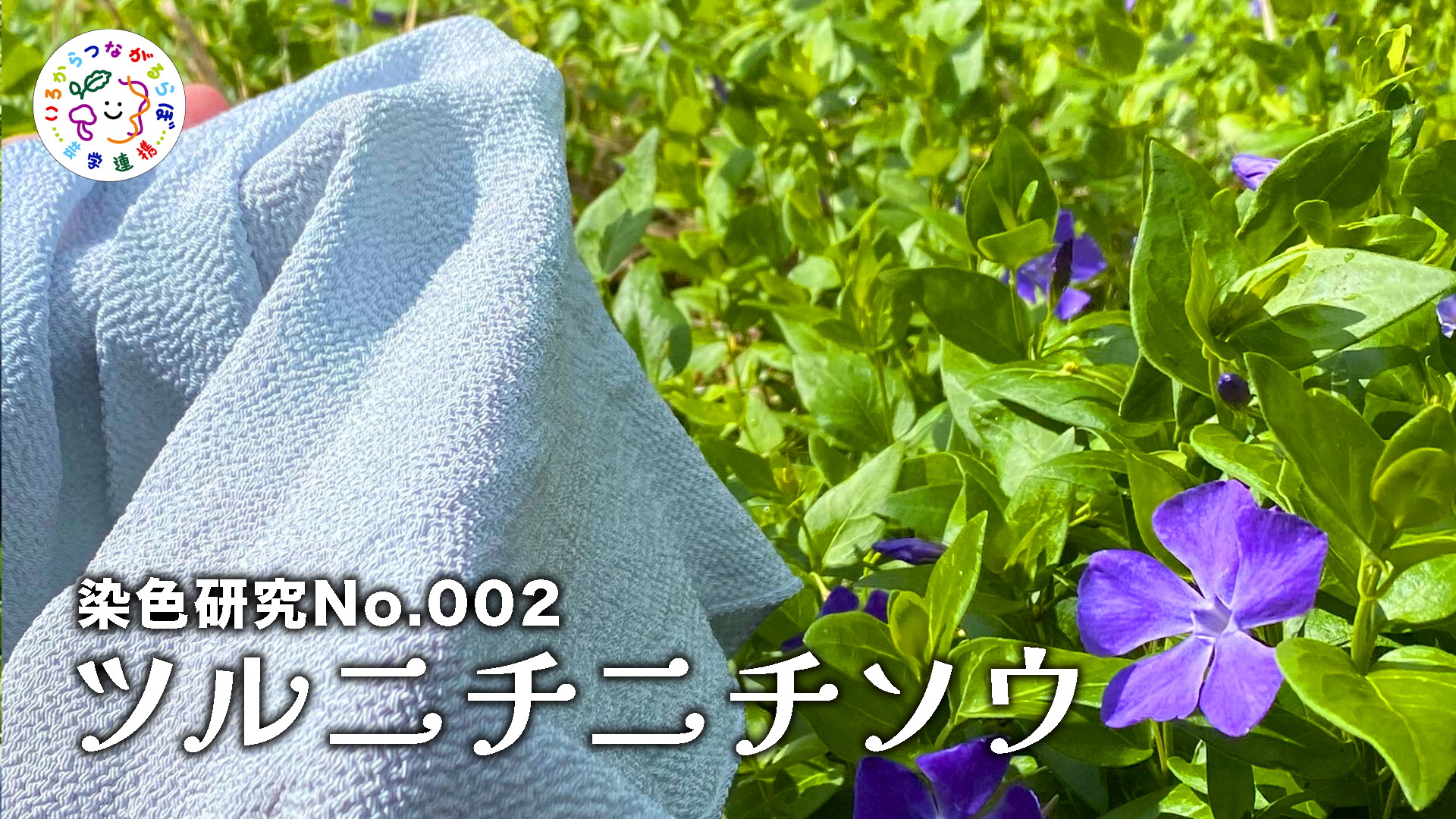 いろらぼ-002ツルニチニチソウ